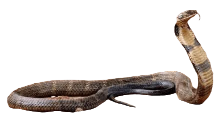 King Cobra Snakes information in all topics