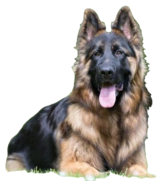 King Shepherd Dog breed information in all topics
