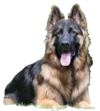King Shepherd Dog breed information in all topics