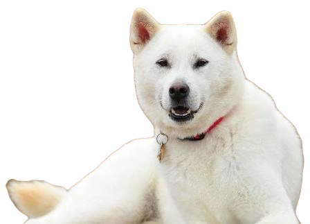 Kishu Ken Dog breed information in all topics