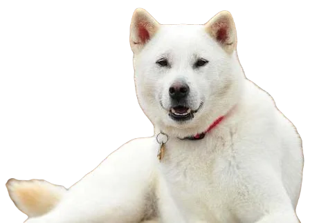 Kishu Ken Dog breed information in all topics