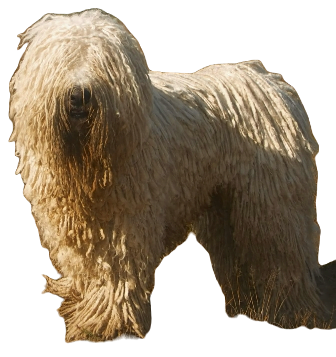 Komondor Dog breed information in all topics