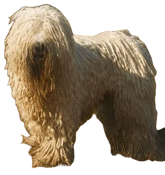 Komondor Dog breed information in all topics