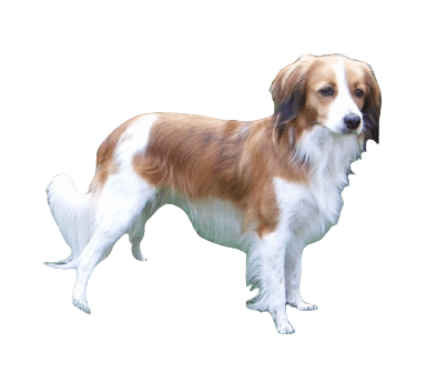 Kooikerhondje Dog breed information in all topics