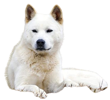 Korean Jindo Dog breed information in all topics