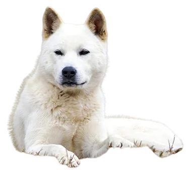 Korean Jindo Dog breed information in all topics