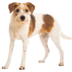 Kromfohrlander Dog breed information in all topics