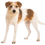 Kromfohrlander Dog breed information in all topics