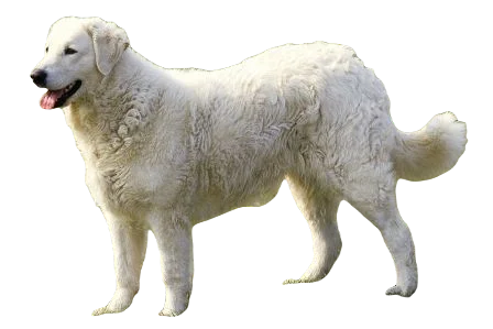 Kuvasz Dog breed information in all topics