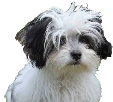 Kyi Leo Dog breed information in all topics