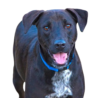 Lab Pointer Dog breed information in all topics