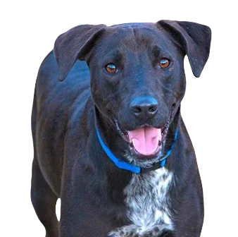 Lab Pointer Dog breed information in all topics