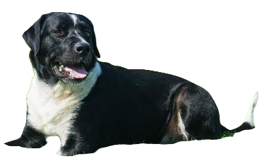 Labernese Dog breed information in all topics