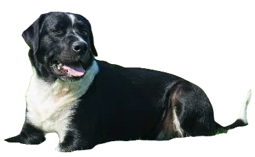 Labernese Dog breed information in all topics