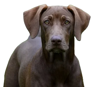 Labmaraner Dog breed information in all topics