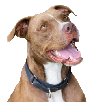 Labrabull Dog breed information in all topics