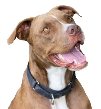 Labrabull Dog breed information in all topics