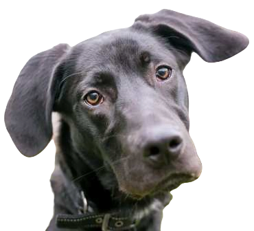 Labradane Dog breed information in all topics