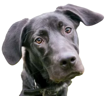 Labradane Dog breed information in all topics
