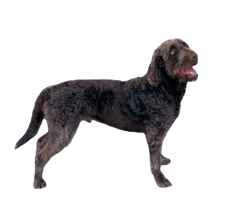 Labradoodle Dog breed information in all topics
