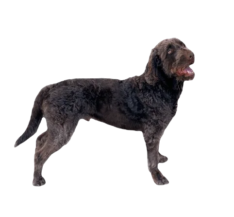 Labradoodle Dog breed information in all topics