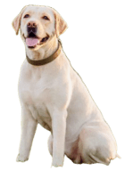 Labrador Retriever Dog breed information