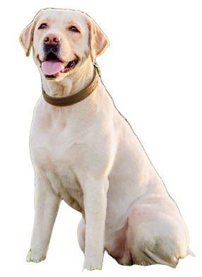 Labrador Retriever Dog breed information