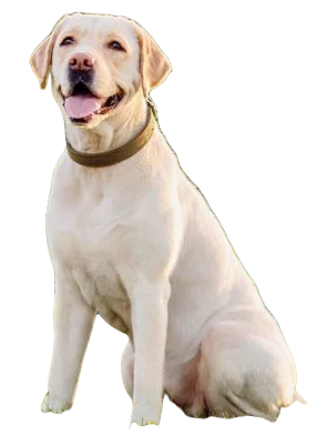 Labrador Retriever Dog breed information