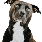 Labrastaff Dog breed information in all topics