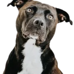 Labrastaff Dog breed information in all topics