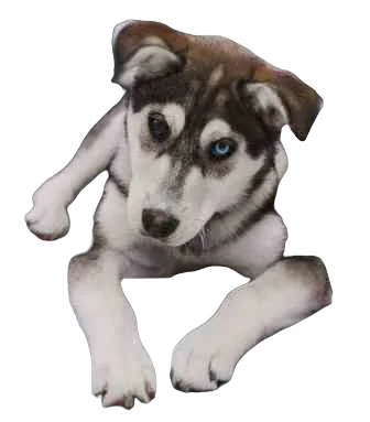 Labsky Dog breed information in all topics