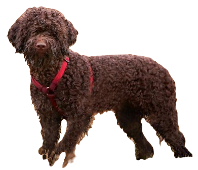Lagotto Romagnolo Dog breed information in all topics