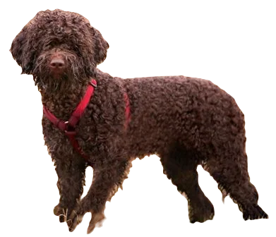 Lagotto Romagnolo Dog breed information in all topics