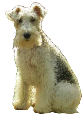 Lakeland Terrier Dog breed information in all topics