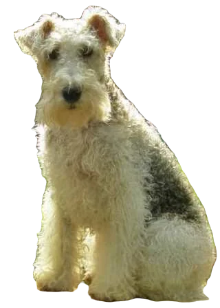 Lakeland Terrier Dog breed information in all topics