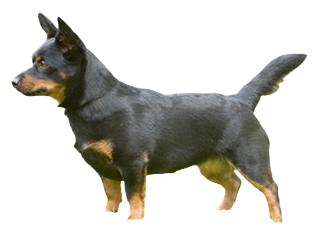 Lancashire Heeler Dog breed information in all topics