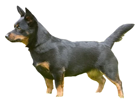 Lancashire Heeler Dog breed information in all topics