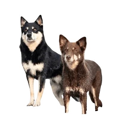 Lapponian Herder Dog breed information in all topics