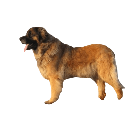 Leonberger Dog breed information in all topics