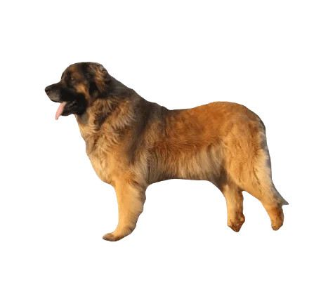 Leonberger Dog breed information in all topics