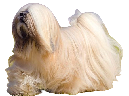 Lhasa Apso Dog breed information in all topics