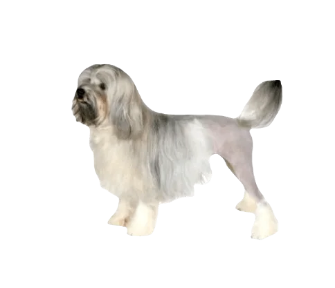 Lowchen Dog breed information in all topics
