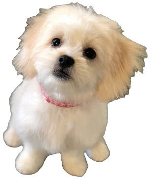 Maltese Shih Tzu Dog breed information in all topics