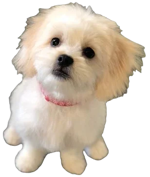 Maltese Shih Tzu Dog breed information in all topics