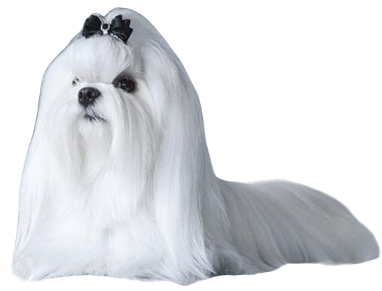 Maltese Dog breed information in all topics