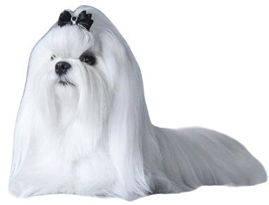 Maltese Dog breed information in all topics