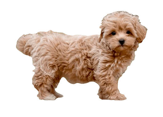 Maltipoo Dog breed information in all topics