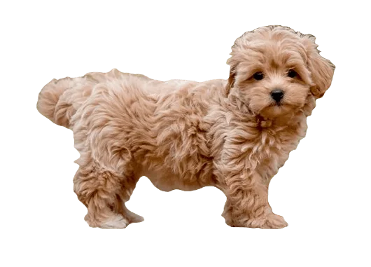 Maltipoo Dog breed information in all topics