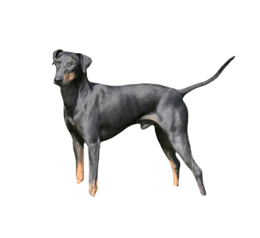 Manchester Terrier Dog breed information in all topics