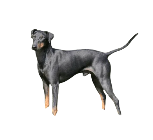 Manchester Terrier Dog breed information in all topics